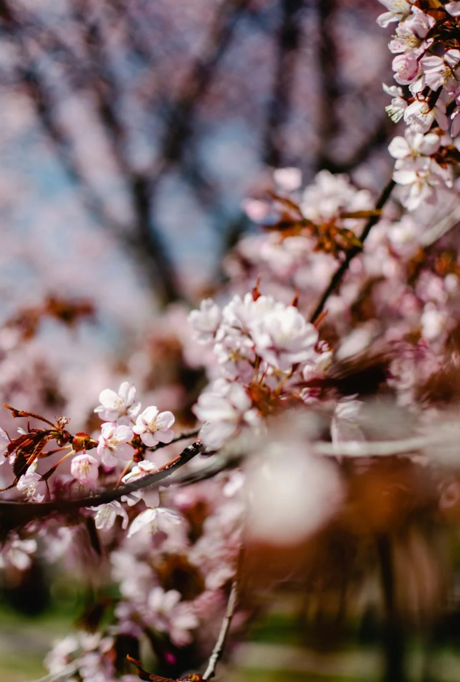 桜がきれいな季節