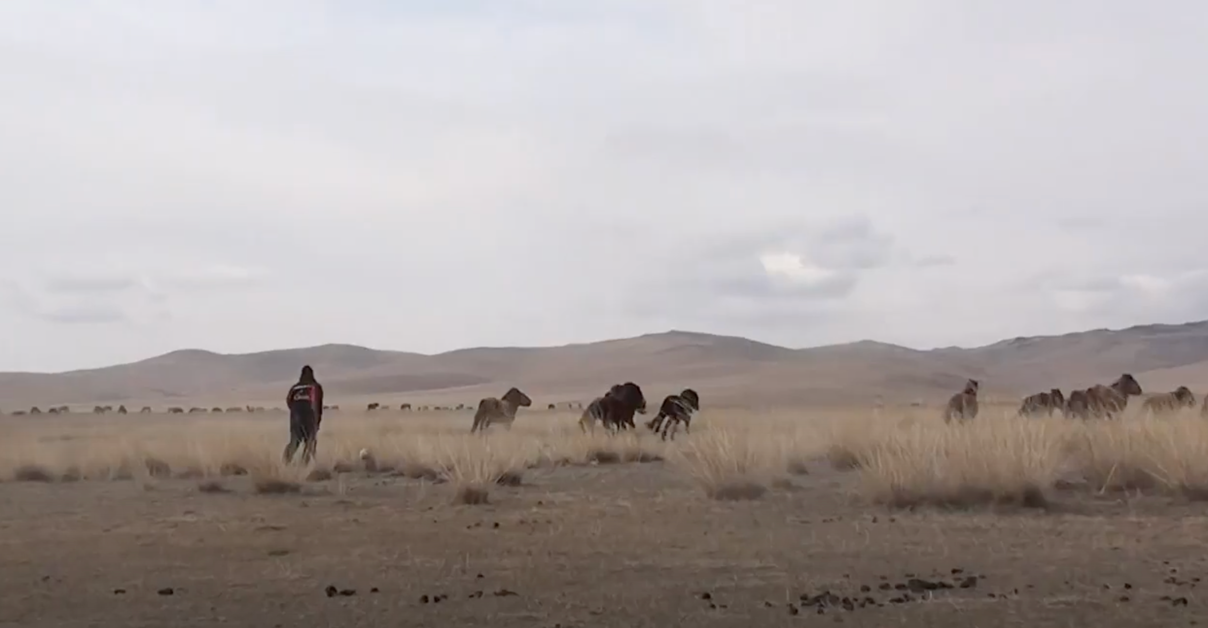 草原サッカー🇲🇳
